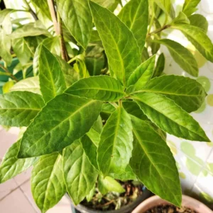 Longevity Spinach Plants Pack - 3 Live Herbs for Outdoor Growing 5 Inch Tall