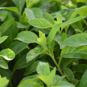 Longevity Spinach Plants Pack - 3 Live Herbs for Outdoor Growing 5 Inch Tall