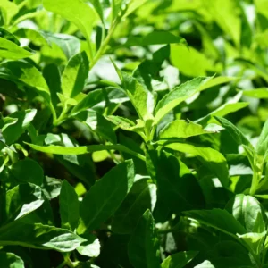 Longevity Spinach Plants Pack - 3 Live Herbs for Outdoor Growing 5 Inch Tall