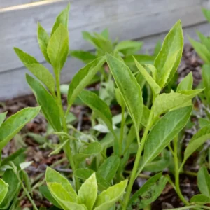 Longevity Spinach Plants Pack - 3 Live Herbs for Outdoor Growing 5 Inch Tall