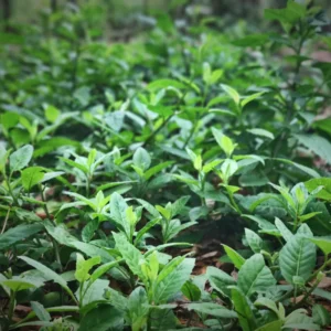 Longevity Spinach Plants Pack - 3 Live Herbs for Outdoor Growing 5 Inch Tall