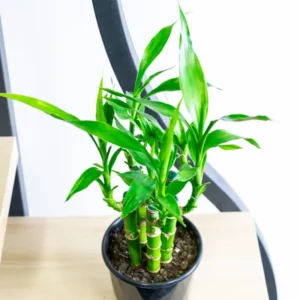 Lucky Bamboo Dracaena sanderiana Plant Live - 4 Inch Pot Evergreen