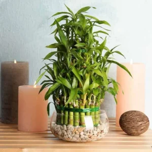 Lucky Bamboo Dracaena sanderiana Plant Live - 4 Inch Pot Evergreen