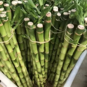 Lucky Bamboo Dracaena sanderiana Plant Live - 4 Inch Pot Evergreen