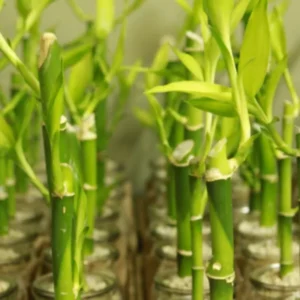 Lucky Bamboo Dracaena sanderiana Plant Live - 4 Inch Pot Evergreen