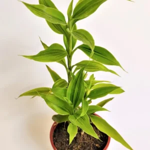 Lucky Bamboo Plant Live - Dracaena sanderiana - 4 Inch Potted Indoor Plant