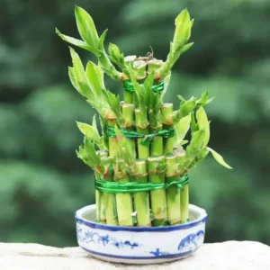 Lucky Bamboo Plant Live - Dracaena sanderiana - 4 Inch Potted Indoor Plant
