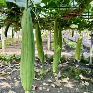 Luffa Gourd Seeds - 20 Pack Vegetable Tree Seeds - Large Size