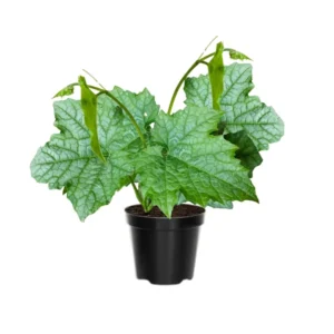 Luffa Plants Live 2-Plant Set - 4 Inch Pots - Grow Loofah Sponges