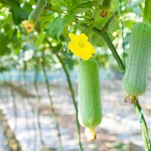 Luffa Plants Live 2-Plant Set - 4 Inch Pots - Grow Loofah Sponges