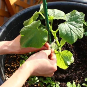 Luffa Plants Live 2-Plant Set - 4 Inch Pots - Grow Loofah Sponges