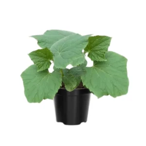 Luffa Plants Live - 2 Plants - 4 Inch Pot - Vegetable Plants for Garden