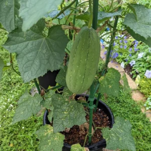 Luffa Plants Live - 2 Plants - 4 Inch Pot - Vegetable Plants for Garden