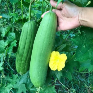 Luffa Plants Live - 2 Plants - 4 Inch Pot - Vegetable Plants for Garden