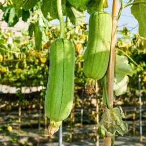 Luffa Plants Live - 2 Plants - 4 Inch Pot - Vegetable Plants for Garden