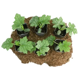 Luffa Plants Live - 2 Plants - 4 Inch Pot - Vegetable Plants for Garden