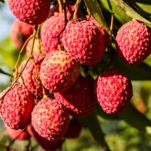 Lychee Seeds - Sweet Lychee Tropical Fruit Seeds - 15 Seeds