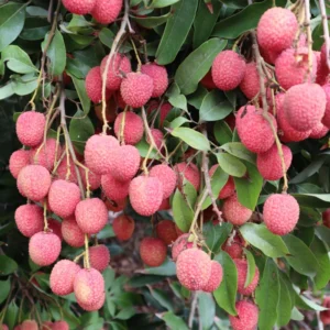 Lychee Seeds - Sweet Lychee Tropical Fruit Seeds - 15 Seeds