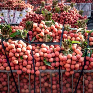 Lychee Seeds - Sweet Lychee Tropical Fruit Seeds - 15 Seeds