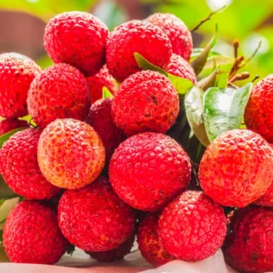 Lychee Seeds - Sweet Lychee Tropical Fruit Seeds - 15 Seeds