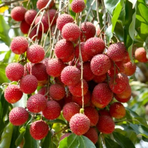 Lychee Tree Plant Live 2-3 Feet Outdoor Garden Planting