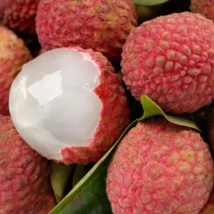 Lychee Tree Plant Live 2-3 Feet Outdoor Garden Planting