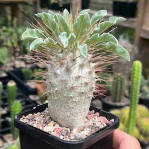 Madagascar Palm Starter Plant - Pachypodium Succulent - 3 Inch Pot