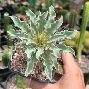 Madagascar Palm Starter Plant - Pachypodium Succulent - 3 Inch Pot