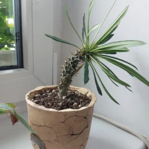 Madagascar Palm Starter Plant - Pachypodium Succulent - 3 Inch Pot