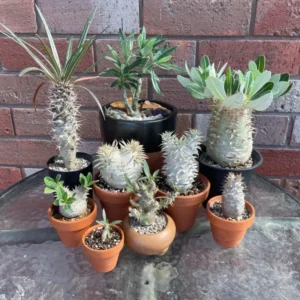 Madagascar Palm Starter Plant - Pachypodium Succulent - 3 Inch Pot