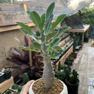 Madagascar Palm Starter Plant - Pachypodium Succulent - 3 Inch Pot