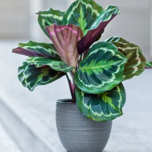 Medallion Prayer Plant Live Calathea Plant in 2.5 Inch Pot