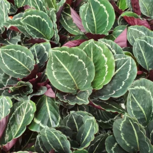 Medallion Prayer Plant Live Calathea Plant in 2.5 Inch Pot