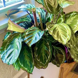 Medallion Prayer Plant Live Calathea Plant in 2.5 Inch Pot