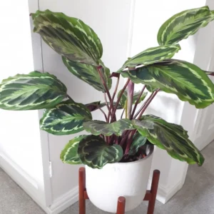 Medallion Prayer Plant Live Calathea Plant in 2.5 Inch Pot