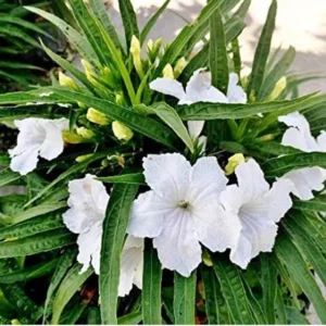 Mexican Petunia Live Plants Set of 3, Pink Flowers, 4-8" Tall, Garden Ready