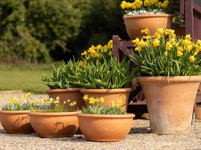 Mini Daffodil Pots