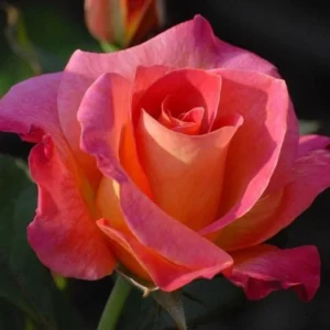 Miniature Rose Bush Live Pink Yellow Rose Plant 2.5 Inch Pot Flower