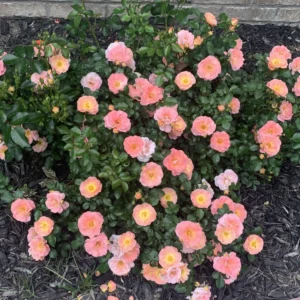 Miniature Rose Bush Live Pink Yellow Rose Plant 2.5 Inch Pot Flower