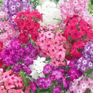 Mix creeping phlox