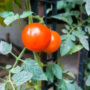 Moby Grape Tomato Plant - 2.5 Inch Vegetable Plant
