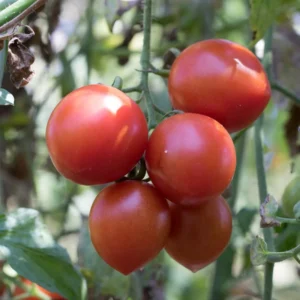 Moby Grape Tomato Plant - 2.5 Inch Vegetable Plant