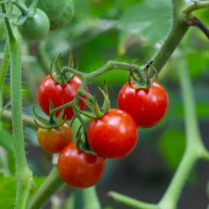 Moby Grape Tomato Plant - 2.5 Inch Vegetable Plant