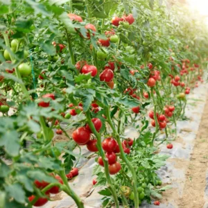Moby Grape Tomato Plant - 2.5 Inch Vegetable Plant