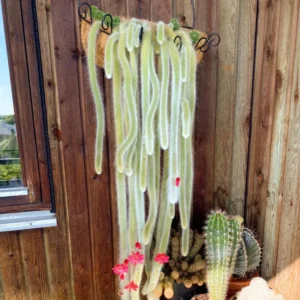 Monkey Tail Cactus - Hildewintera colademononis - 2 Inch Potted Rare Succulent