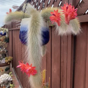 Monkey Tail Cactus - Hildewintera colademononis - 2 Inch Potted Rare Succulent