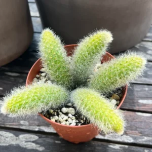 Monkey Tail Cactus - Hildewintera colademononis - 2 Inch Potted Rare Succulent