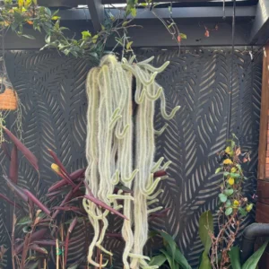 Monkey Tail Cactus - Hildewintera colademononis - 2 Inch Potted Rare Succulent