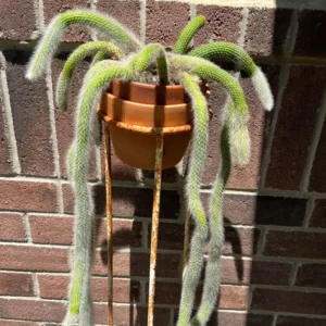 Monkey Tail Cactus - Hildewintera colademononis - 2 Inch Potted Rare Succulent