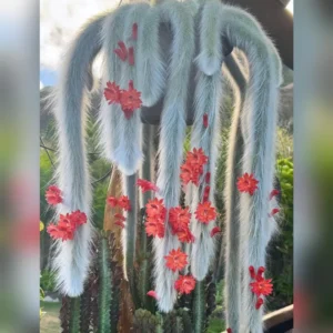 Monkey Tail Cactus Live Plant - 2 Inch Pot - Drought-Tolerant Succulent